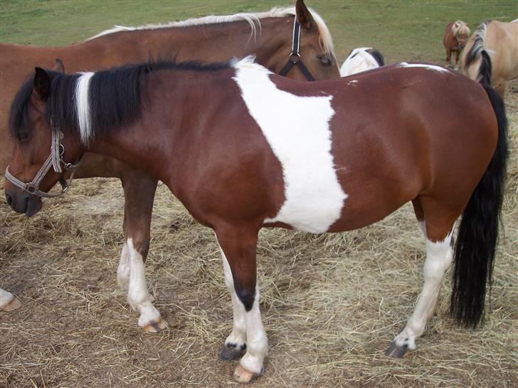 Østerlund Ridelejr billede 107