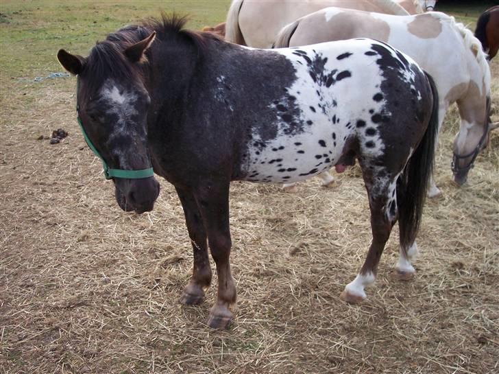 Østerlund Ridelejr billede 108