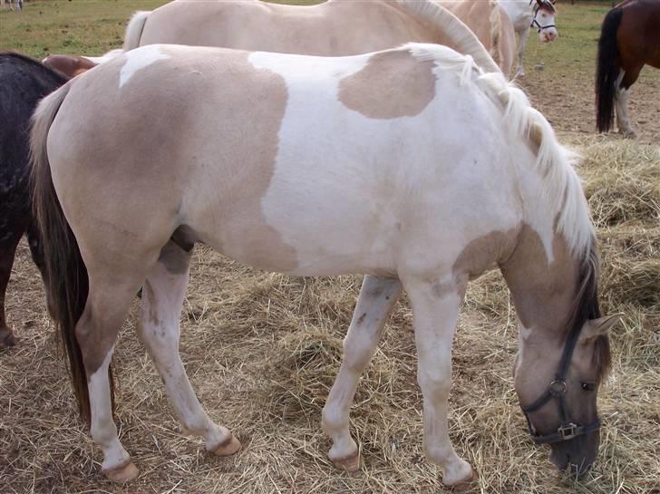 Østerlund Ridelejr billede 109