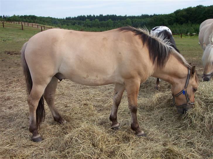 Østerlund Ridelejr billede 110