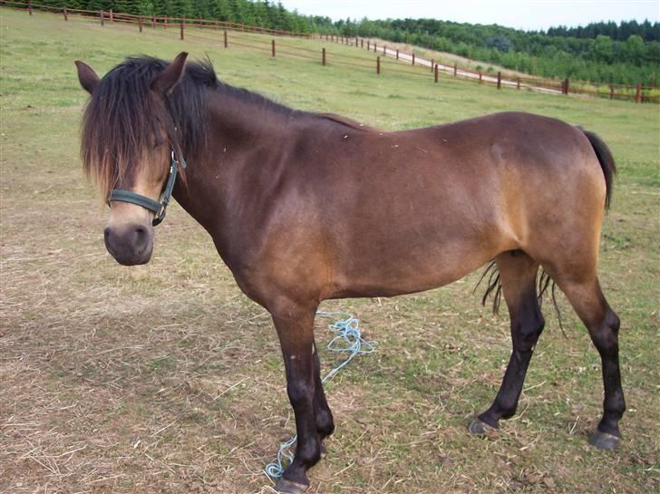 Østerlund Ridelejr billede 111