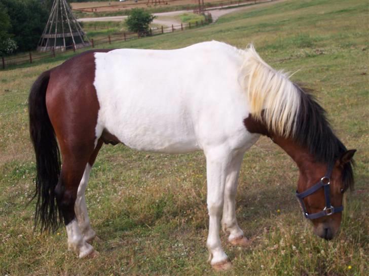 Østerlund Ridelejr billede 112