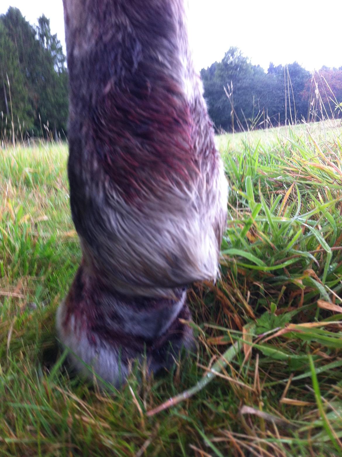 Kværke/brandfeber - Dag 1 billede 1