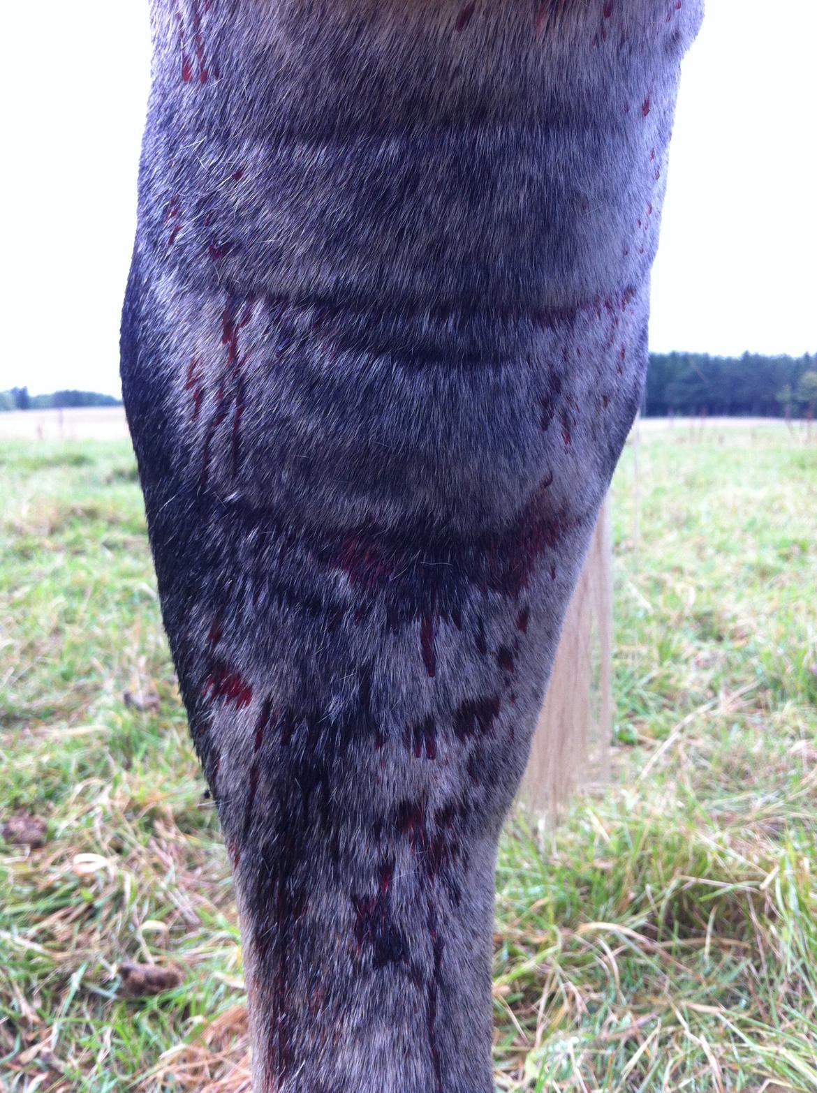 Kværke/brandfeber - Dag 11 billede 2