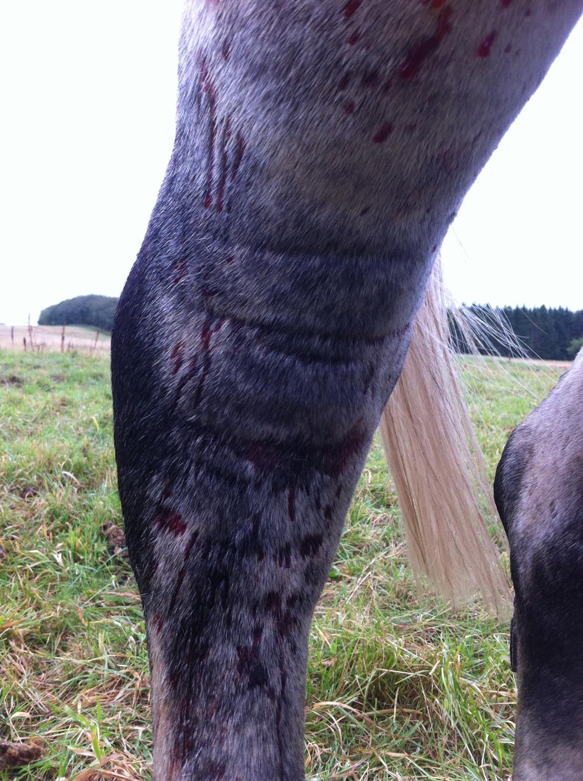 Kværke/brandfeber - Dag 1 billede 3