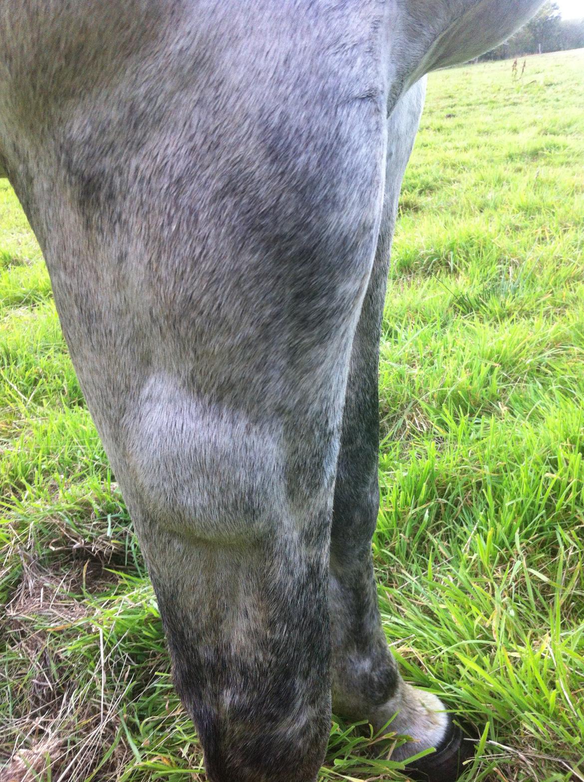 Kværke/brandfeber - Dag 2 billede 4