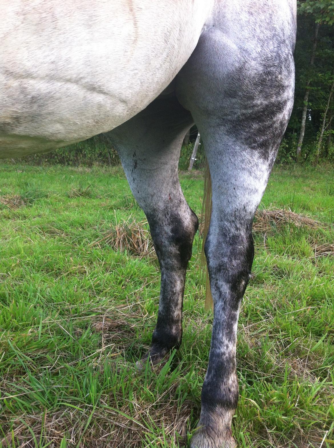 Kværke/brandfeber - Dag 2 billede 5