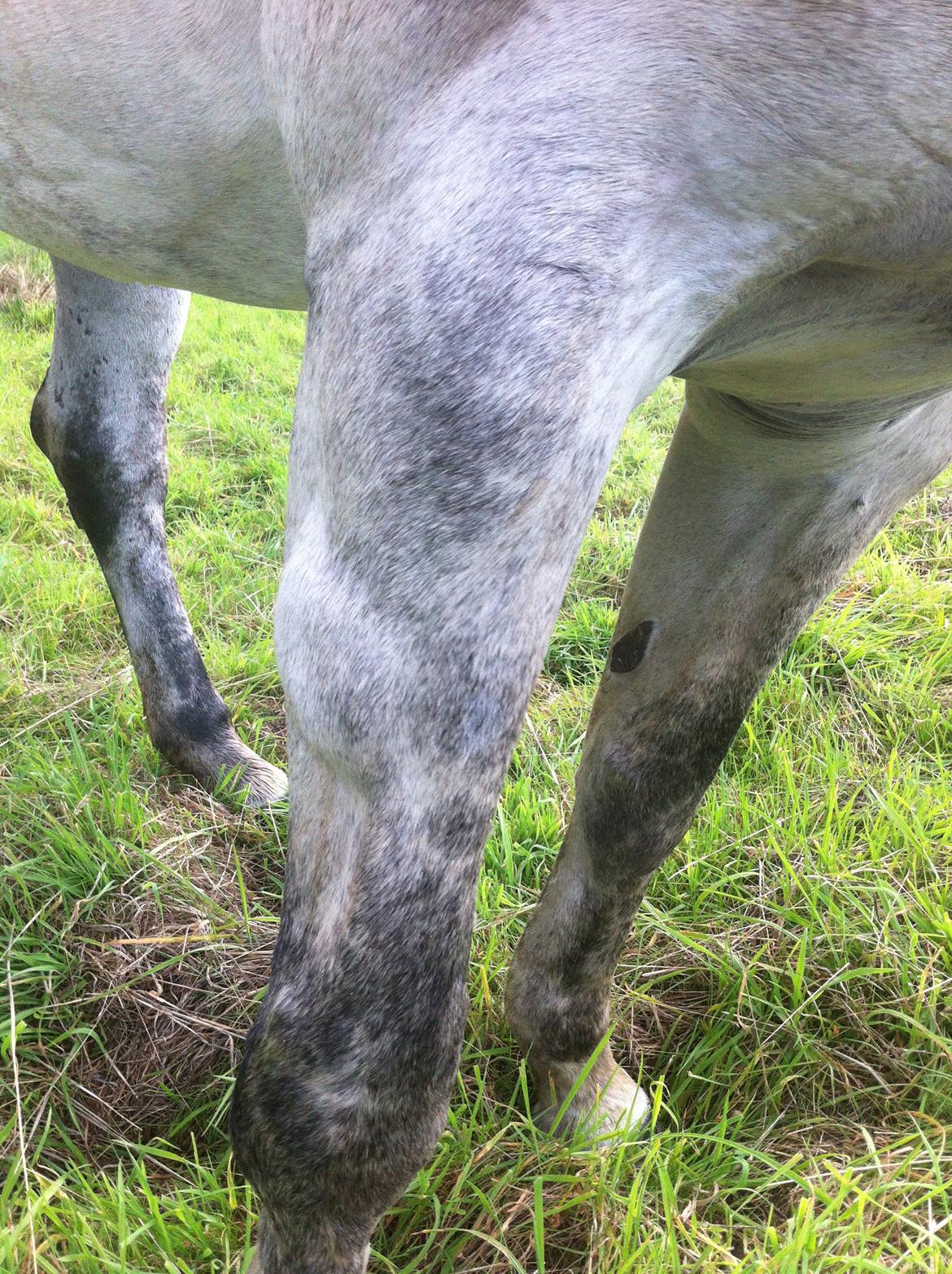 Kværke/brandfeber - Dag 2 billede 6