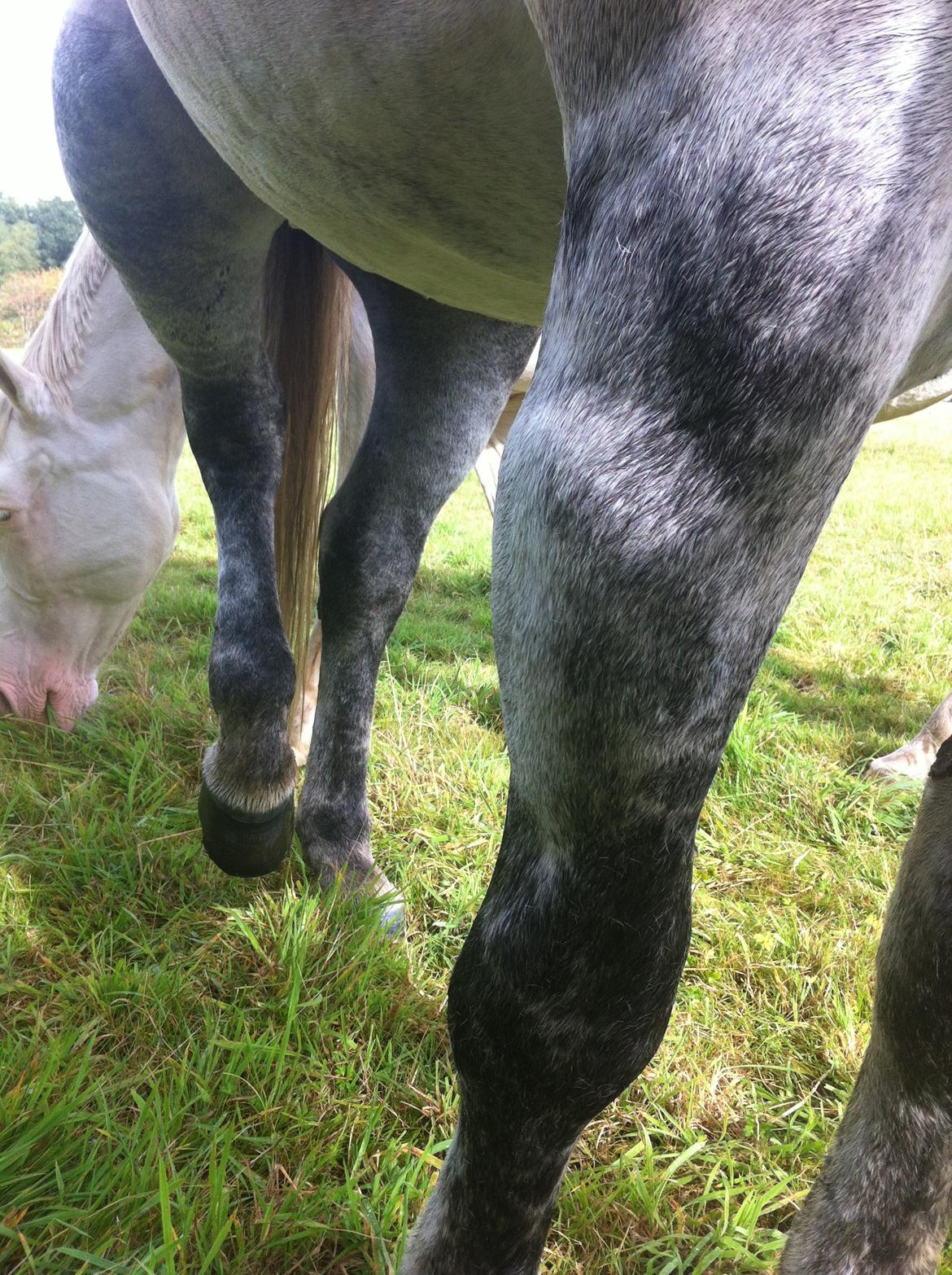 Kværke/brandfeber - Dag 2 billede 7