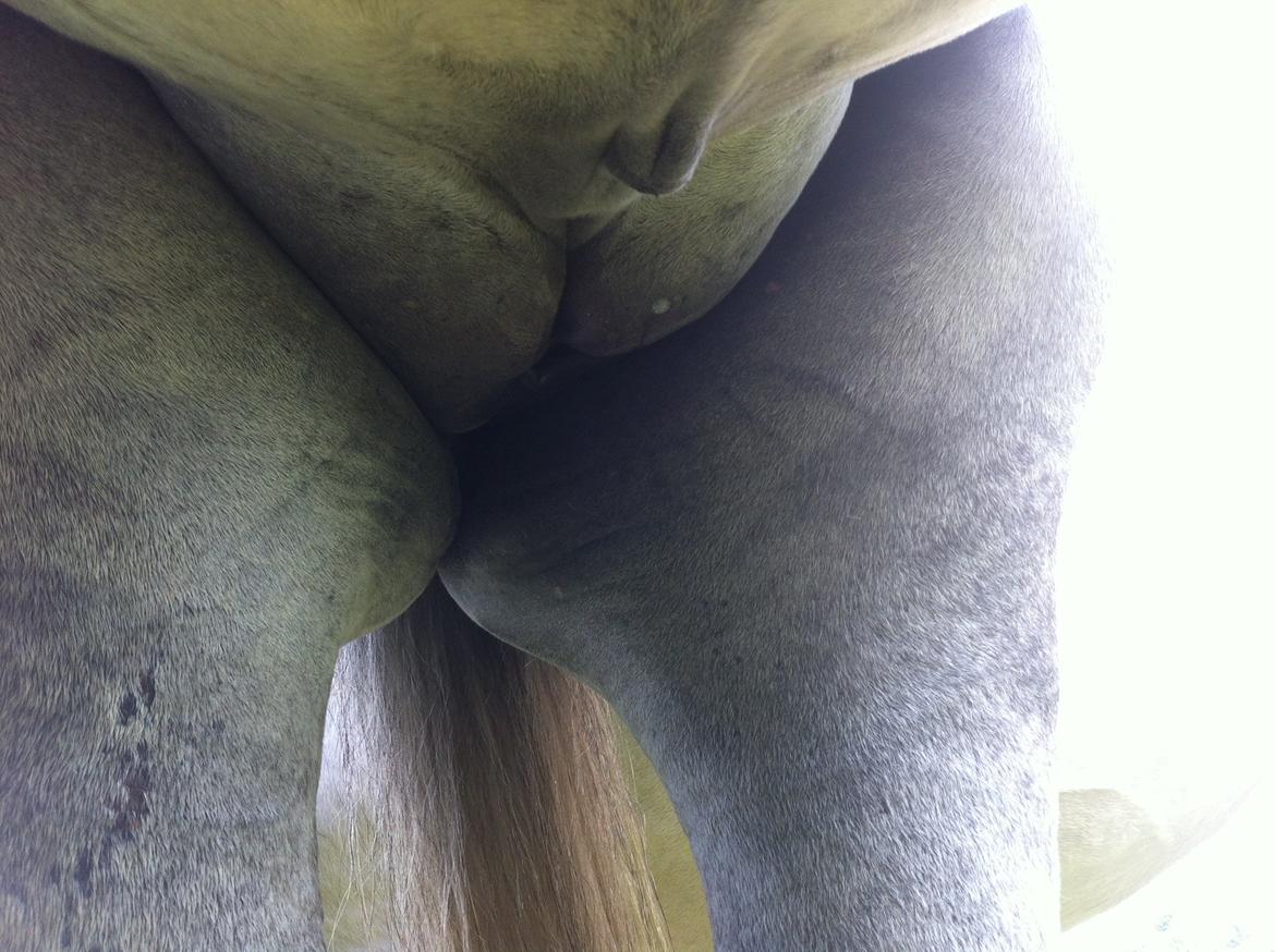 Kværke/brandfeber - Dag 2 billede 8