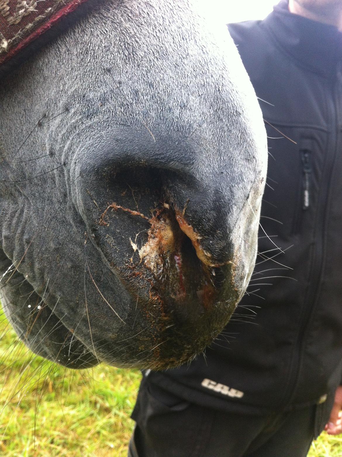 Kværke/brandfeber - Dag 3 billede 10