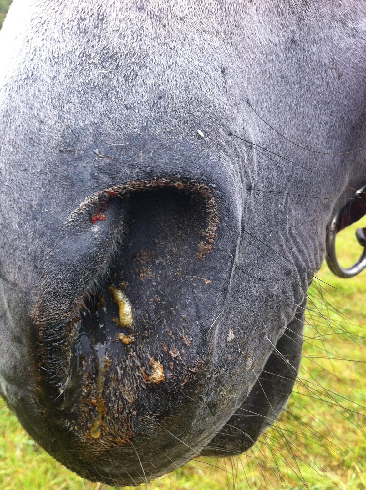 Kværke/brandfeber - Dag 3 billede 11