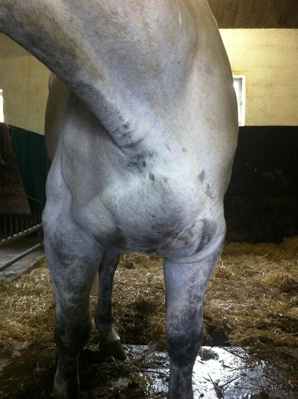 Kværke/brandfeber - Dag 3 billede 12