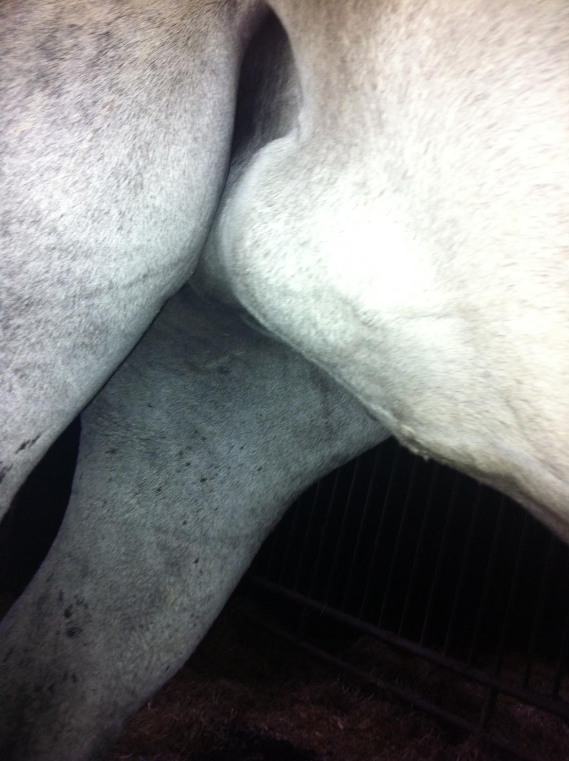 Kværke/brandfeber - Dag 3 billede 13