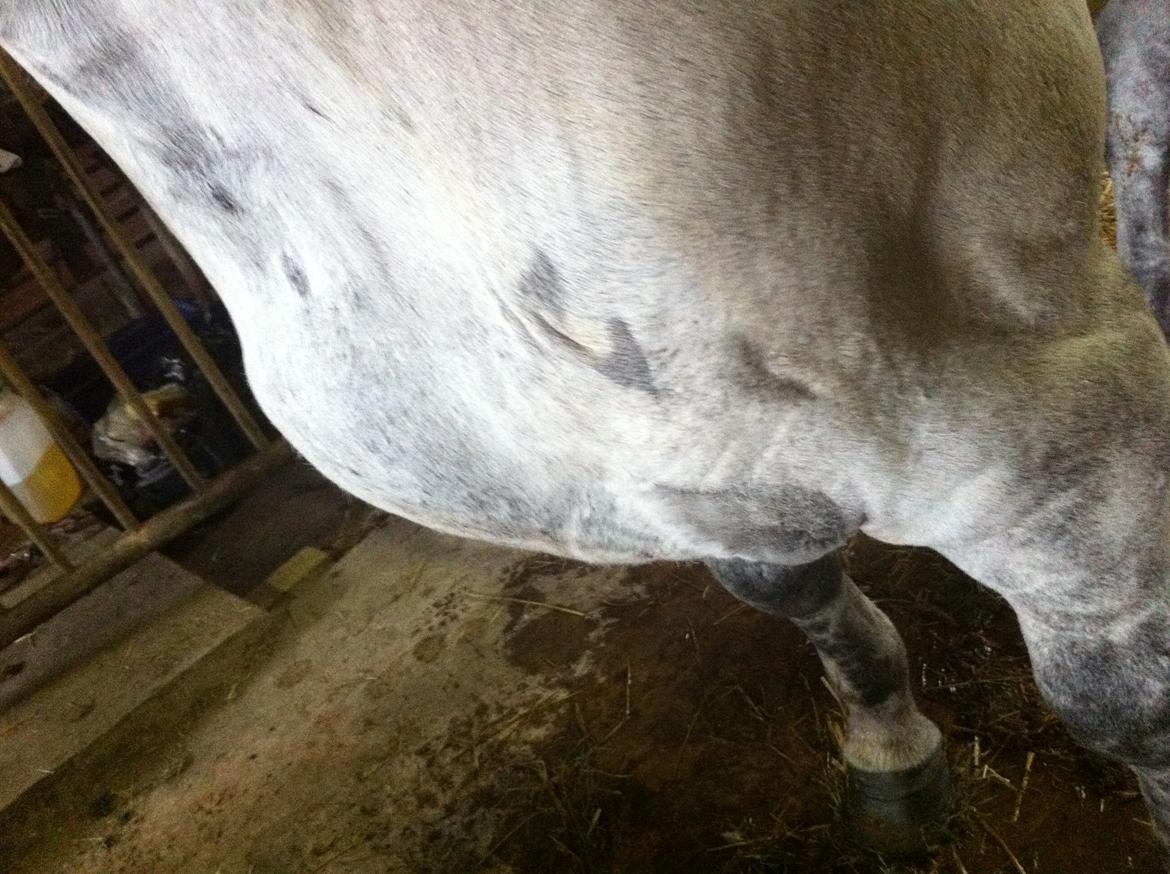 Kværke/brandfeber - Dag 4 billede 14