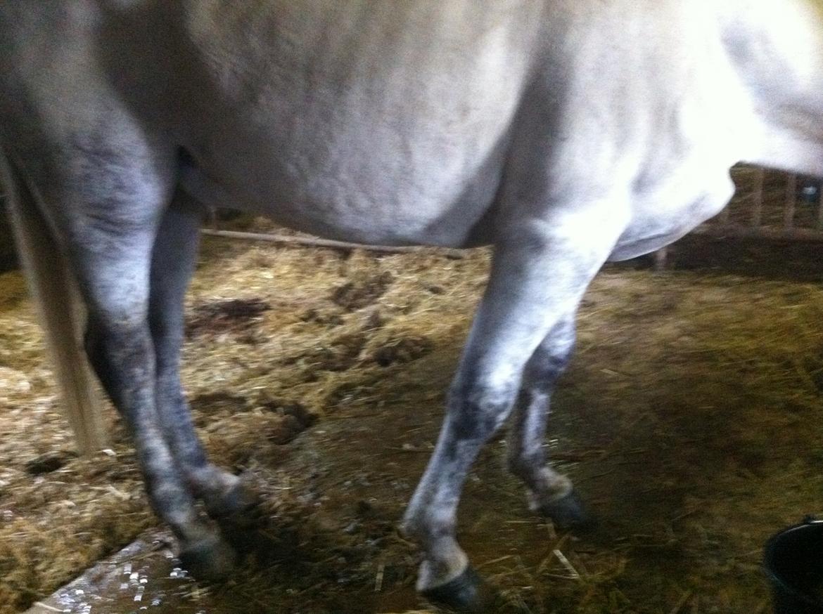 Kværke/brandfeber - Dag 4 billede 15