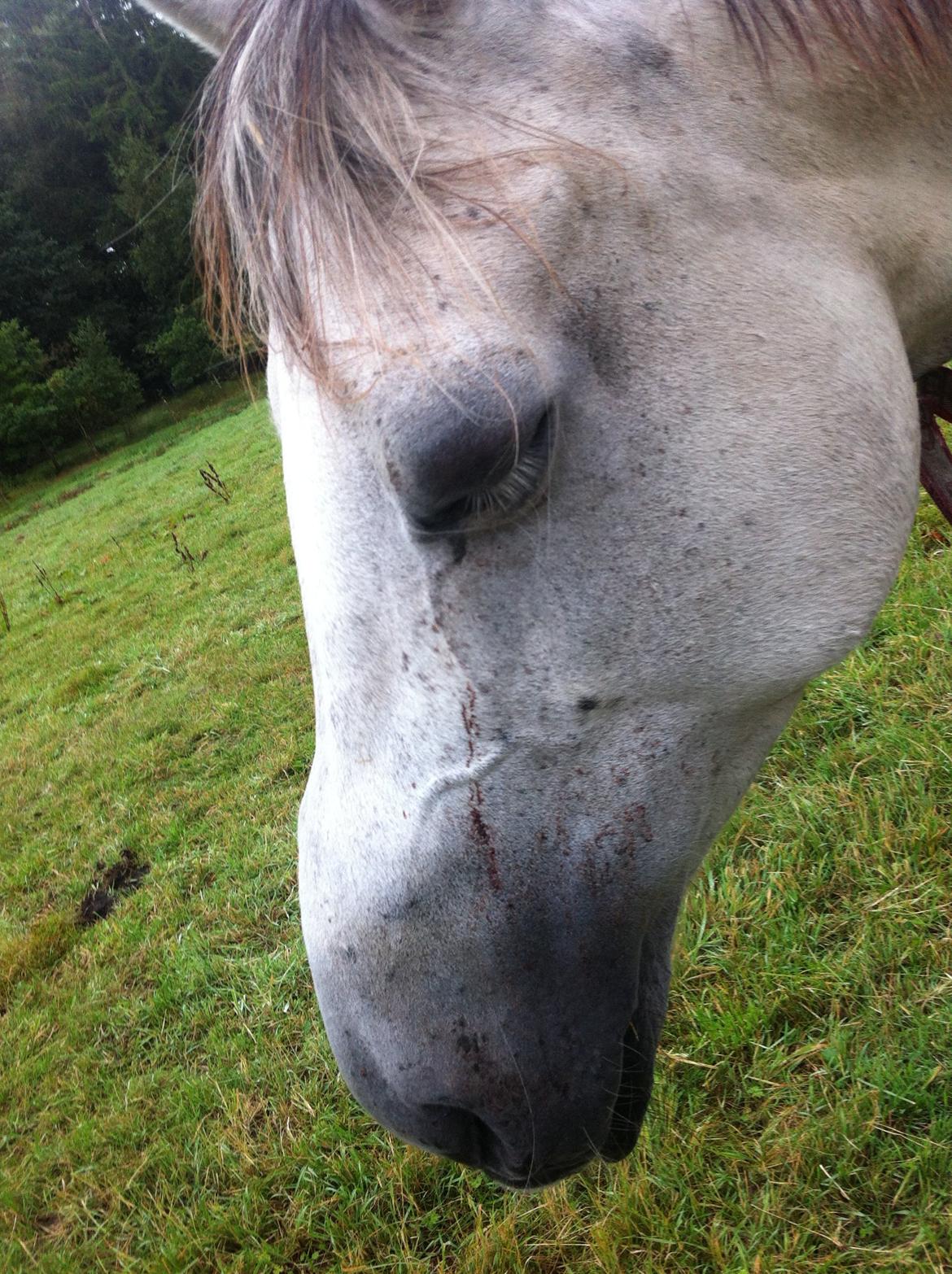 Kværke/brandfeber - Dag 6 billede 16