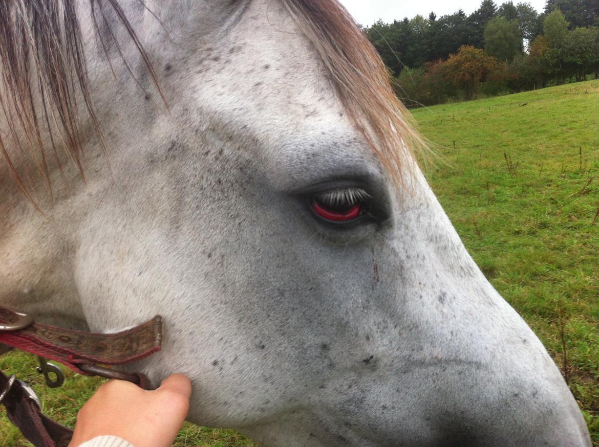 Kværke/brandfeber - Dag 6 billede 17