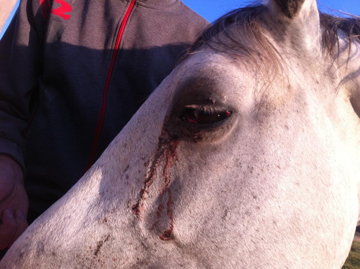 Kværke/brandfeber - Dag 7 billede 18