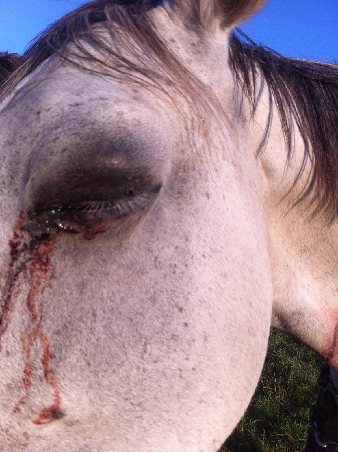 Kværke/brandfeber - Dag 8 billede 19