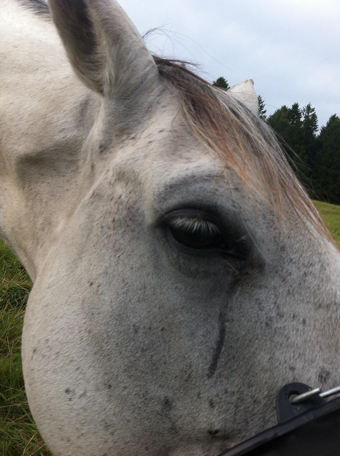 Kværke/brandfeber - Dag 8 billede 20