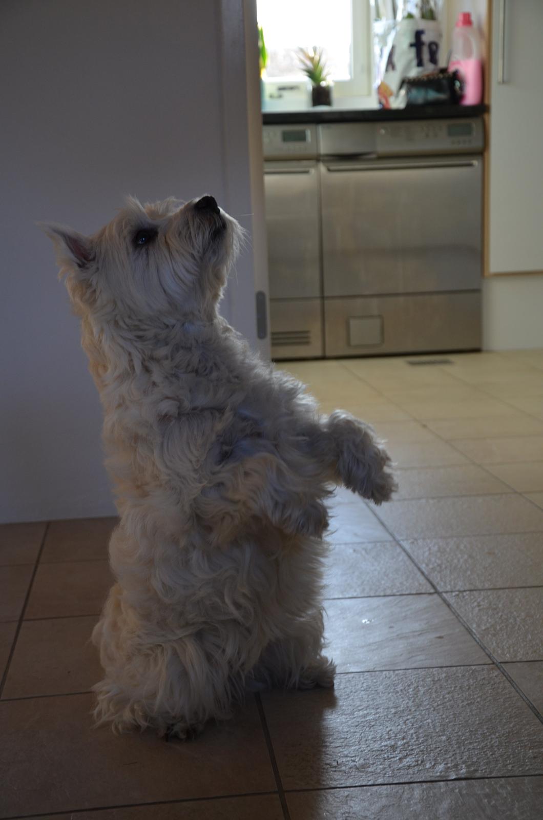 Min skønne hund <3 <3 - cirkushund <3 billede 2