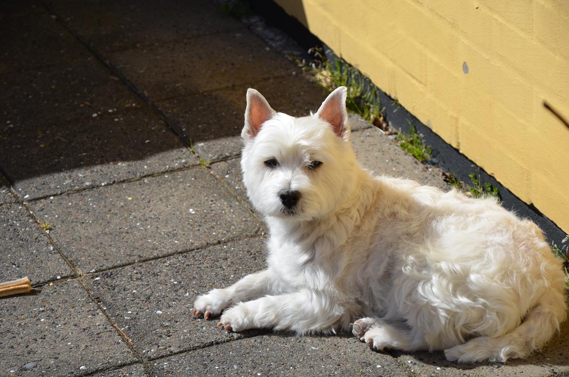 Min skønne hund <3 <3 - Ligger og nyder solen <3 billede 3