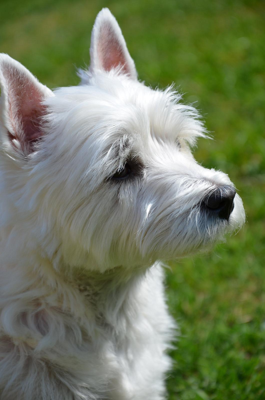 Min skønne hund <3 <3 - Min hvide skønhed <3 <3 billede 1