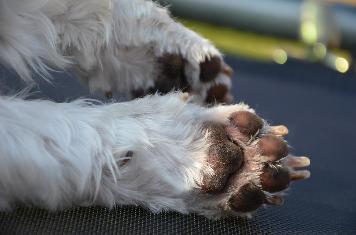 Min skønne hund <3 <3 billede 4