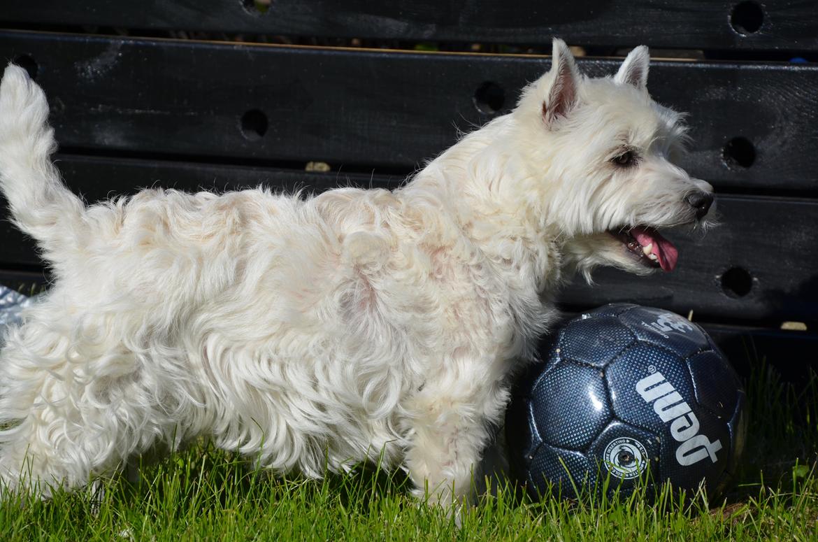 Min skønne hund <3 <3 - Hun ELSKER sin fodbold <3 billede 6