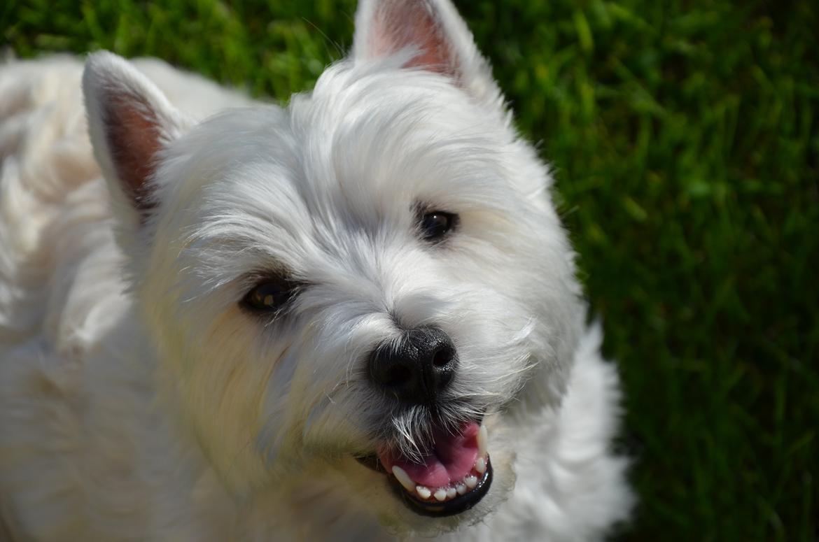 Min skønne hund <3 <3 - Smiiiil :D <3 billede 7