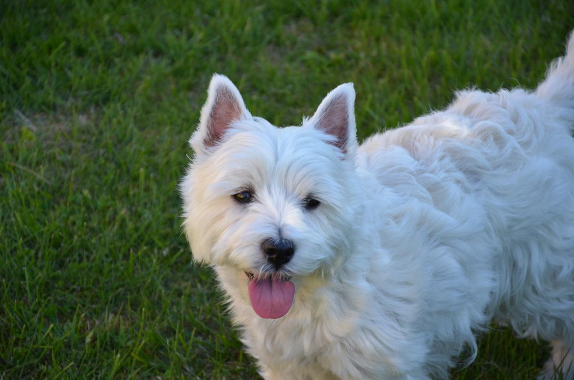 Min skønne hund <3 <3 - Nyder synet <3 billede 8