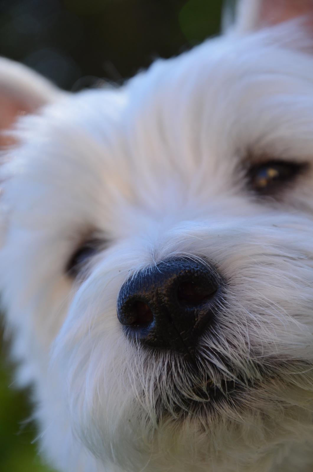 Min skønne hund <3 <3 - så kær <3 billede 9