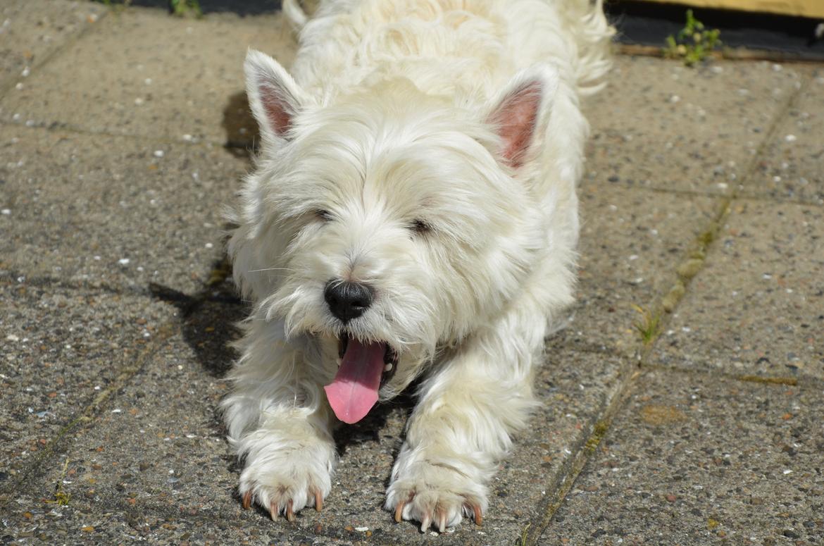 Min skønne hund <3 <3 - Tidligt oppe <3 billede 10