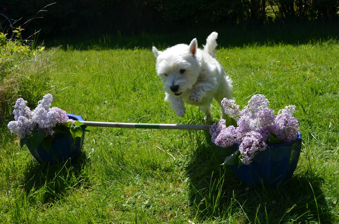 Min skønne hund <3 <3 billede 11