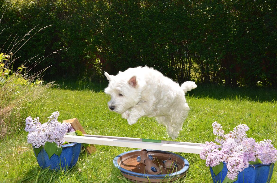 Min skønne hund <3 <3 - Soffi springer trippelbar med vandgrav under :D <3 billede 5