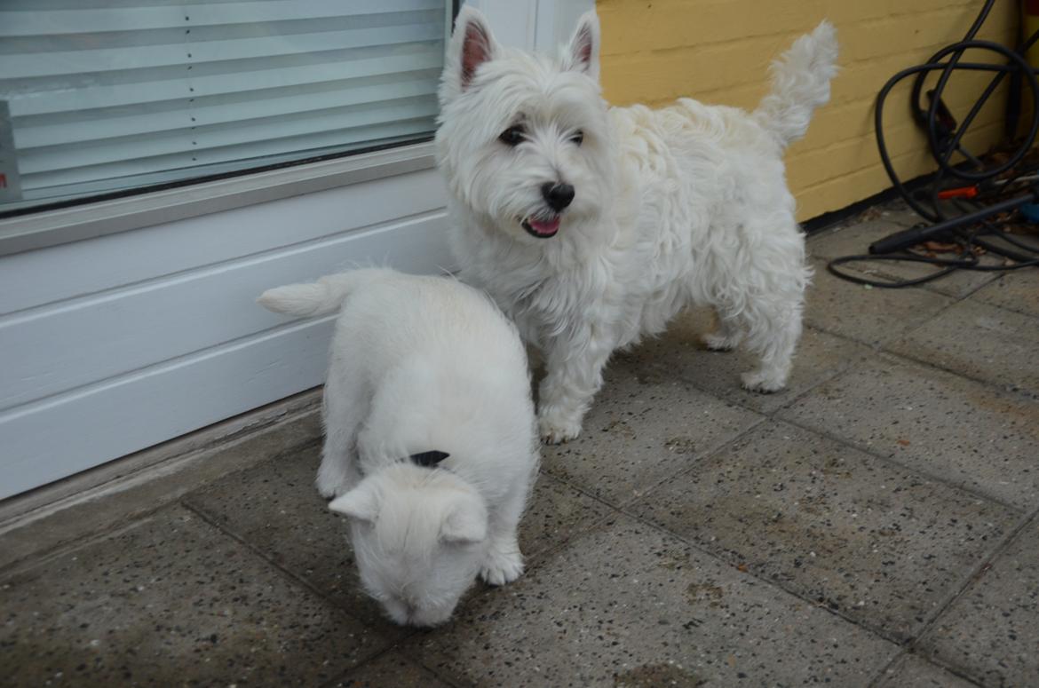 Min skønne hund <3 <3 - Soffi fik besøg af lille Holger <3 <3 billede 12