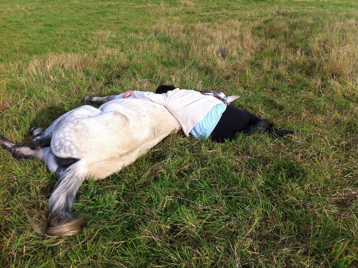 Kværke/brandfeber billede 35