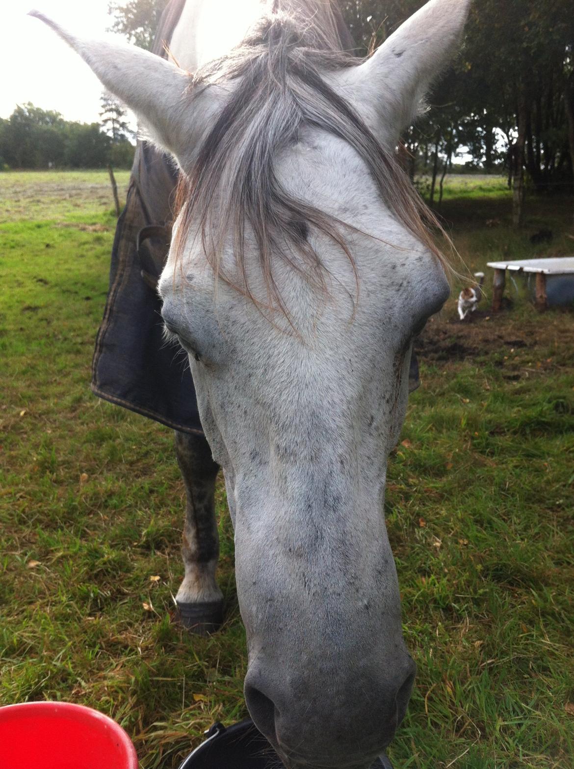 Kværke/brandfeber billede 22