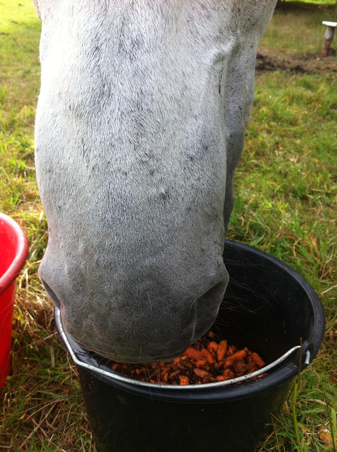 Kværke/brandfeber billede 23