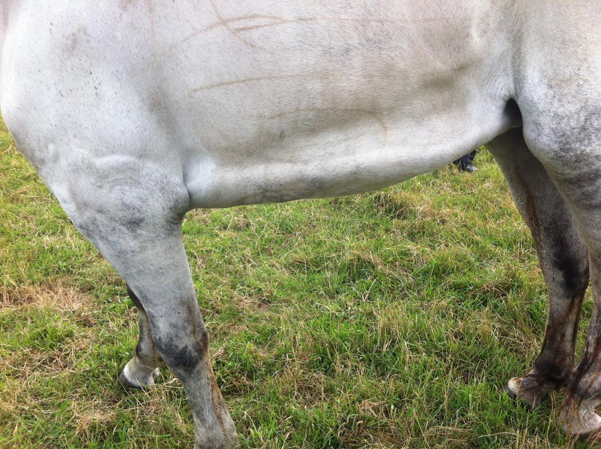 Kværke/brandfeber billede 24