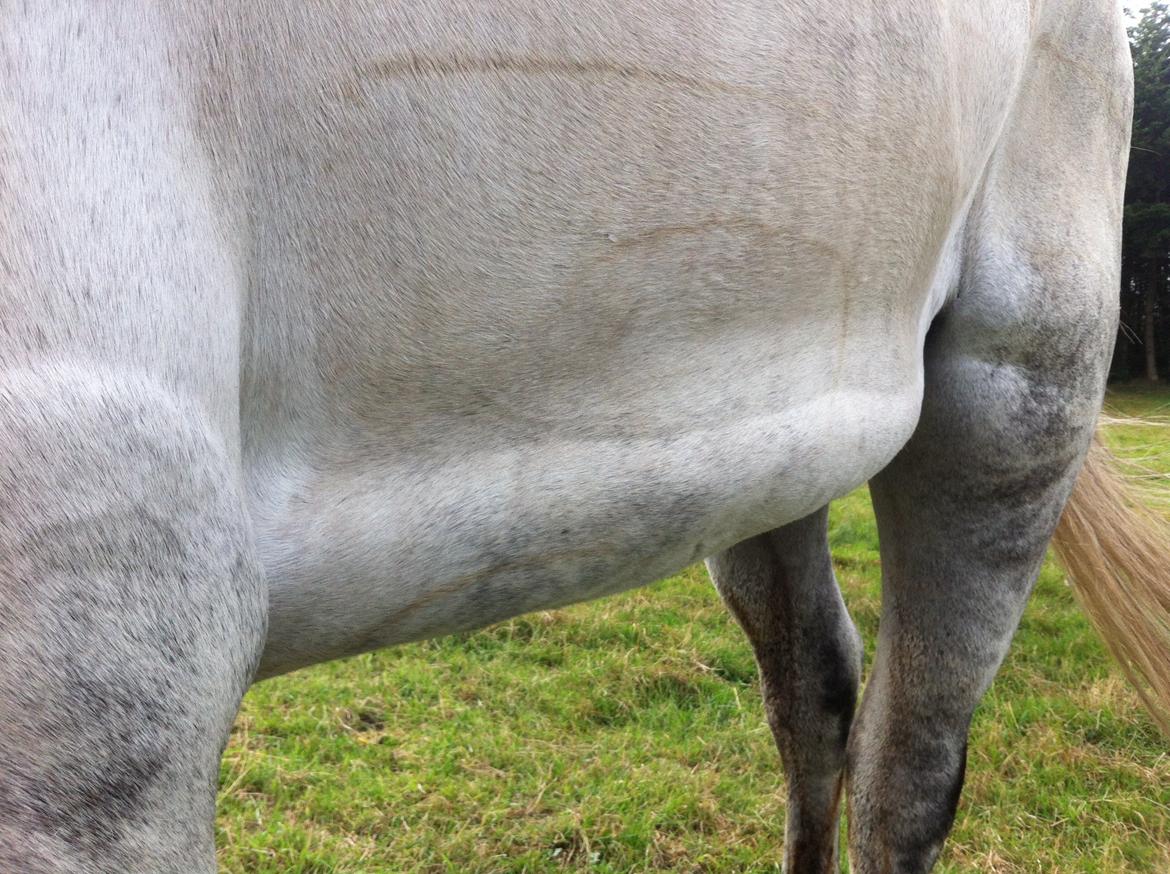 Kværke/brandfeber billede 25