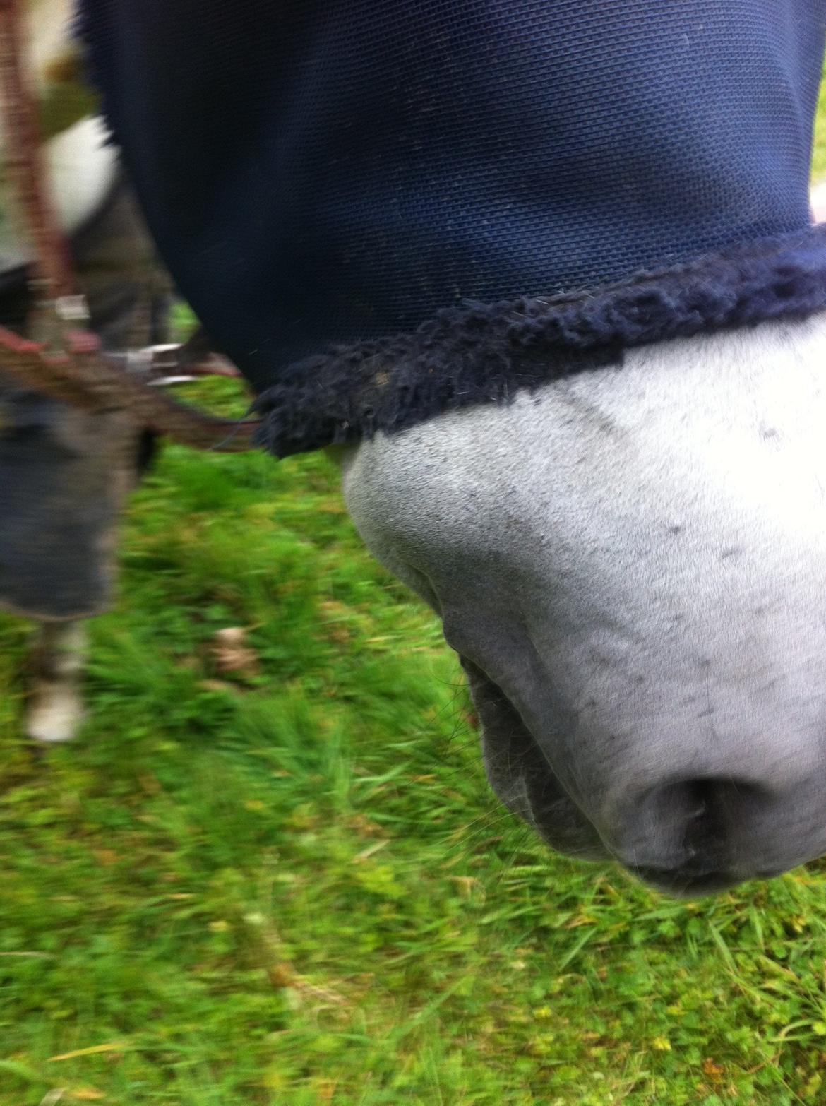 Kværke/brandfeber billede 26