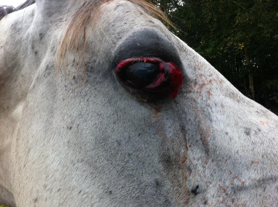 Kværke/brandfeber billede 27