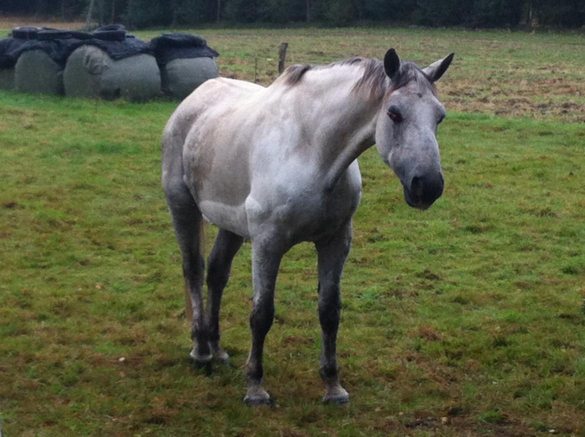 Kværke/brandfeber billede 28