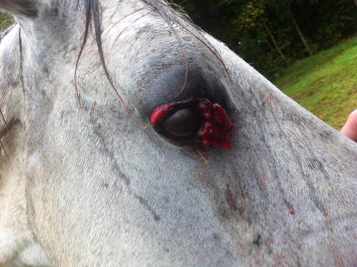 Kværke/brandfeber billede 29