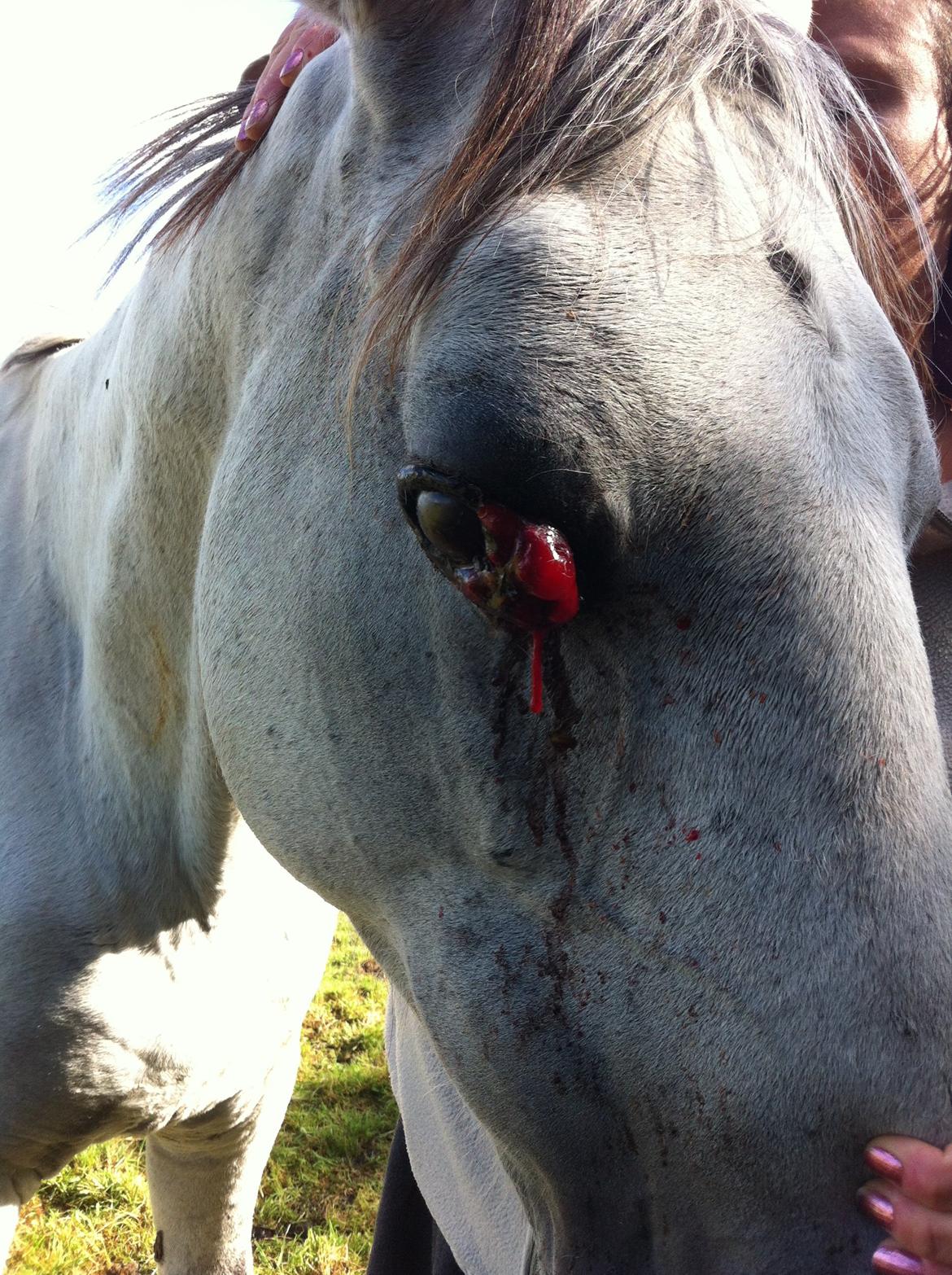 Kværke/brandfeber billede 30