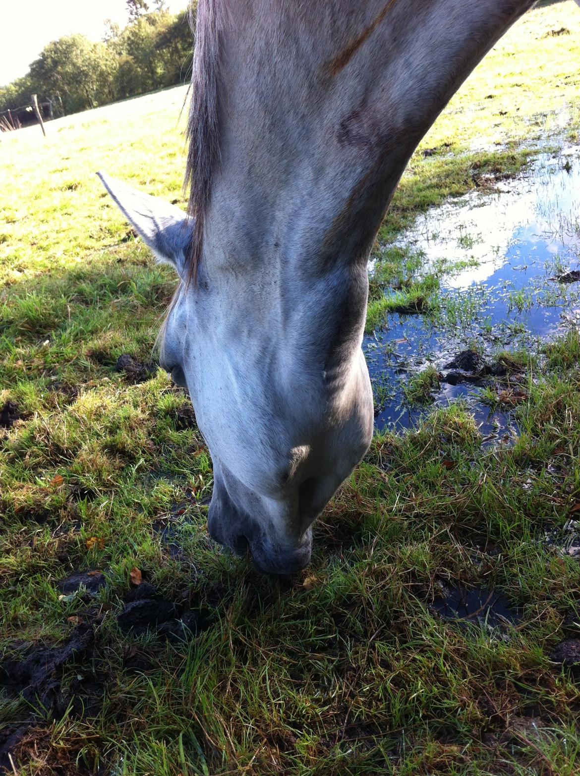 Kværke/brandfeber billede 31