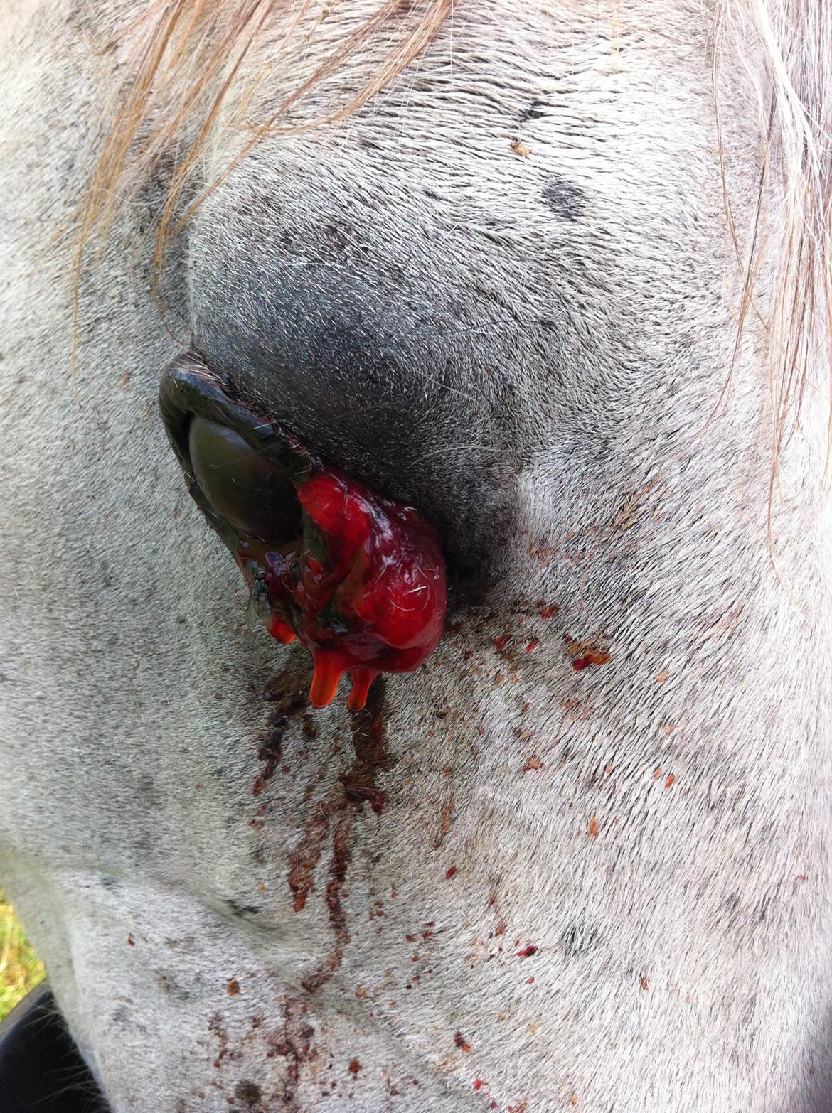 Kværke/brandfeber billede 32