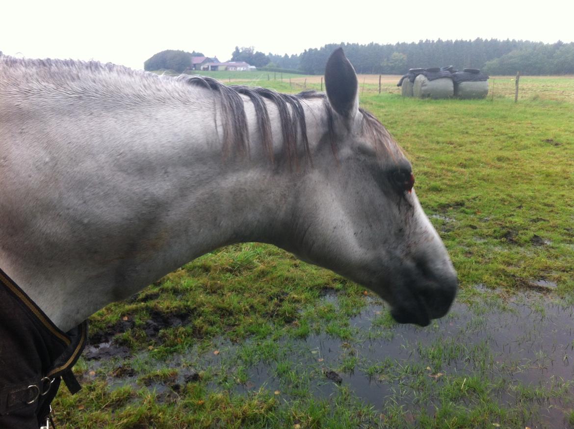 Kværke/brandfeber billede 33